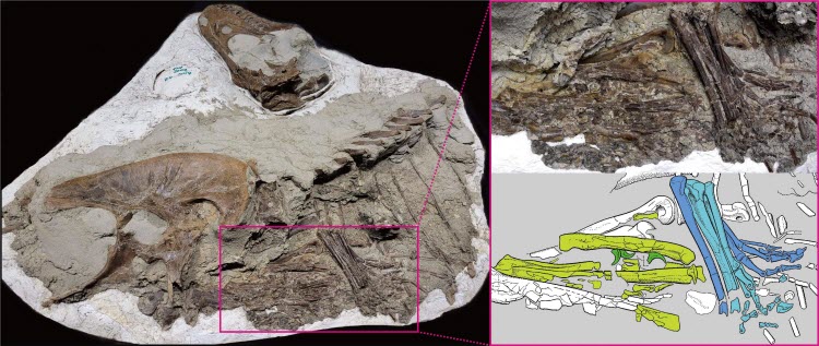  العثور على بقايا ديناصورين صغيرين يلقي الضوء على النظام الغذائي